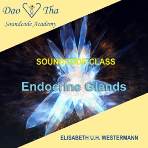 Endocrine Glands (Soundcode class)