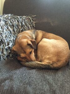 Stella nach der Behandlung